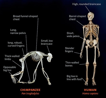 adult chimpanzee vs human skulls